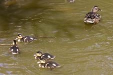 Duck Family Royalty Free Stock Photography