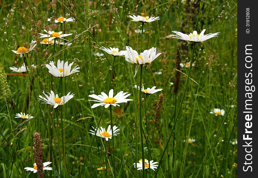 Daisies In Meadow