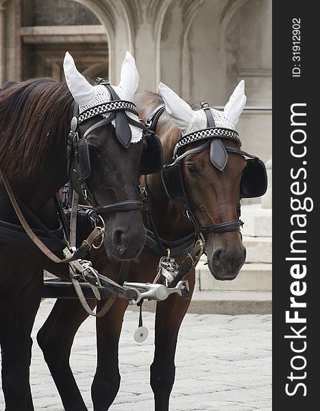 Carriage horses near Stephansdom cathedral - Vienna, Austria