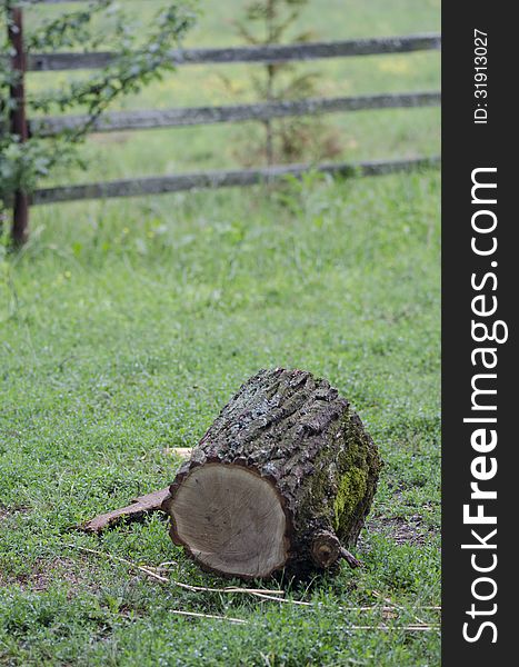 A chopped tree log in a forrest near Targoviste, Romania