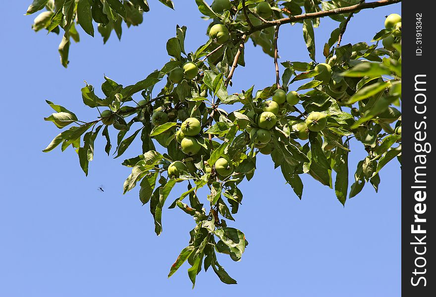 Young green apples on a branch