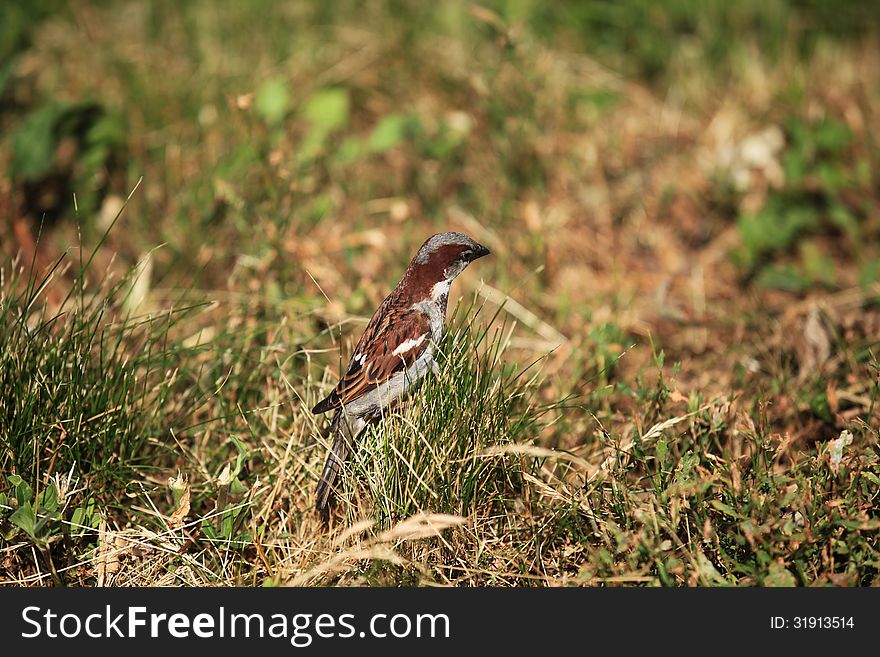 Sparrow sitting in the grass of city lawn. Sparrow sitting in the grass of city lawn