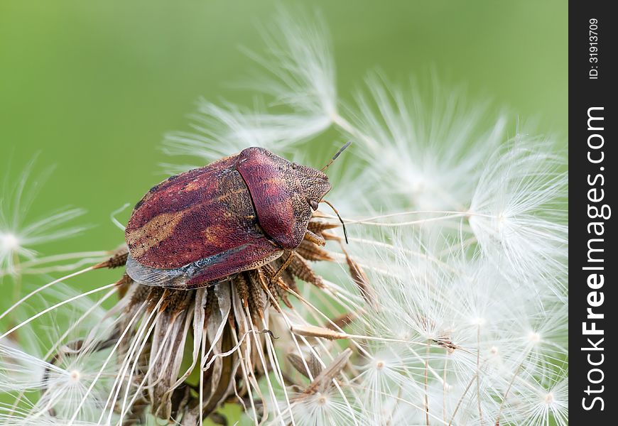 Tortoise bug (Eurygaster testudinaria) on a dandelion clock,