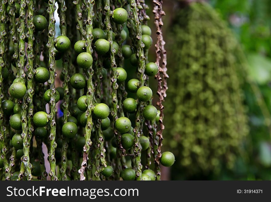 Arenga Pinnata Palm Seed