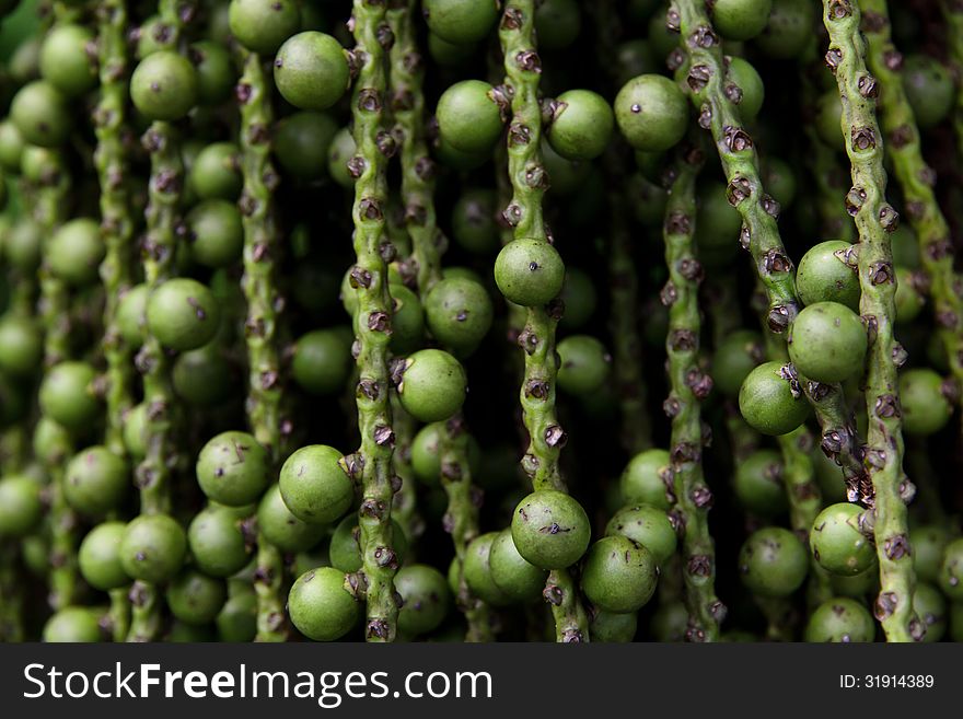 Arenga pinnata palm seed background texture