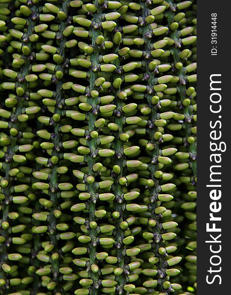 Arenga pinnata palm seed background