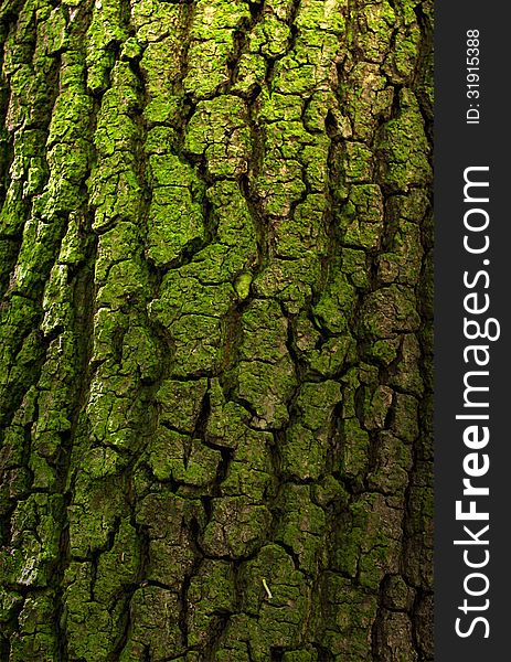 Bark of deciduous tree in the wood