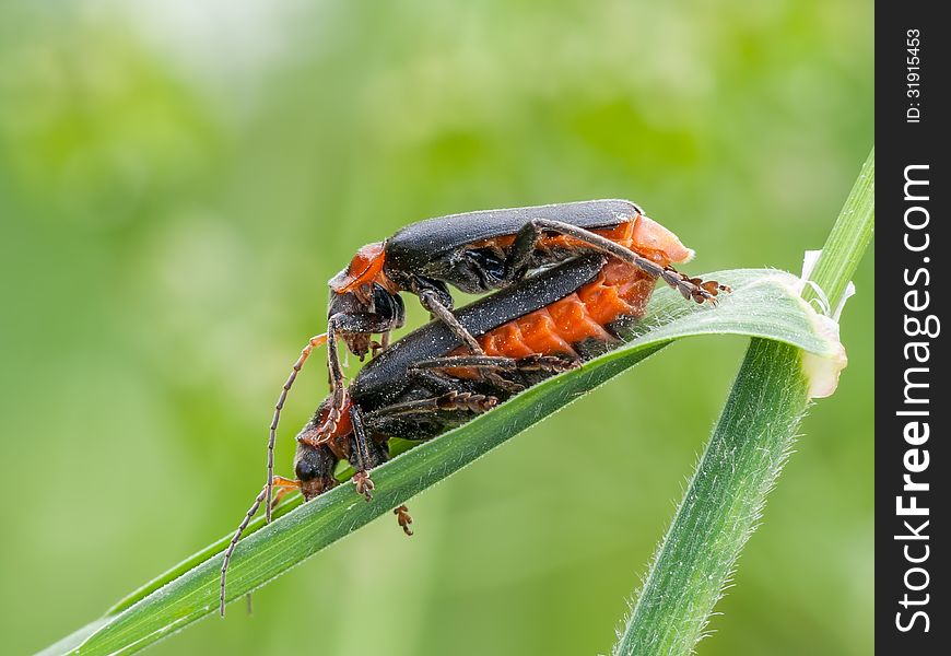 Soldier beetles (Cantharis fusca) mating on grass leaf.