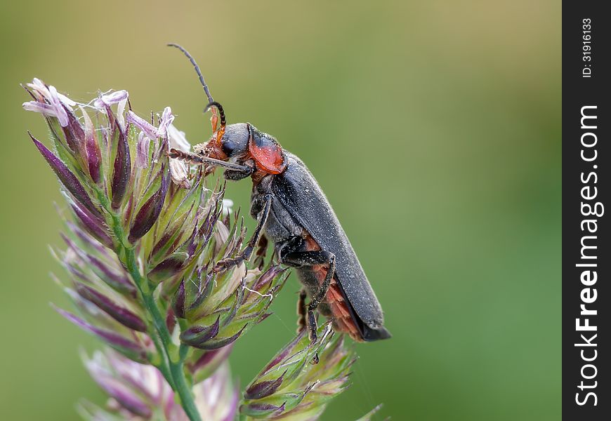 Soldier beetle (Cantharis fusca) on a bent.