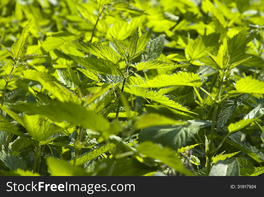 Green nettle bright sunlight, nettles in summer