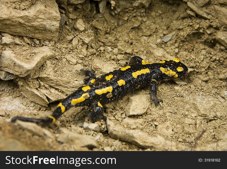 Yellow and black salamander to brown clay