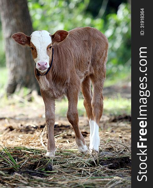 The cows grazed area residents in the village plantation in Karanganyar, Central Java, Indonesia