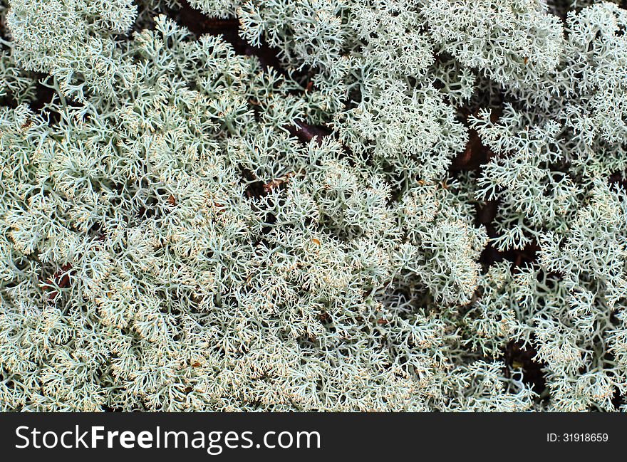 Macro photo of Cladonia Rangiferina, reindeer lichen. Macro photo of Cladonia Rangiferina, reindeer lichen.