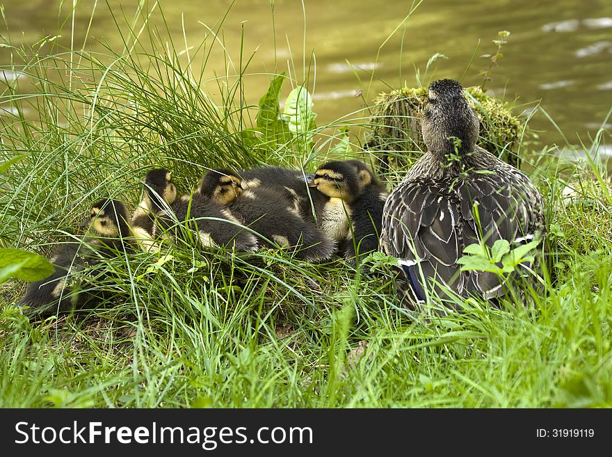 Duck with ducklings in green grass. Duck with ducklings in green grass