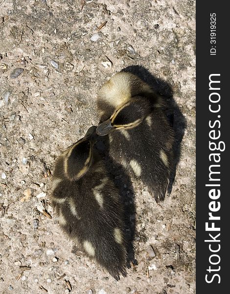 View of two young ducks from above, two ducks beak together. View of two young ducks from above, two ducks beak together