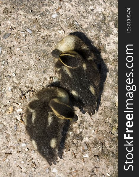 Two little ducks resting on concrete, two little ducks with their heads apart