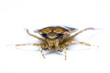 Giant Water Bug Isolated Royalty Free Stock Photo