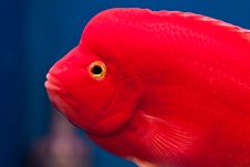 Red Cichlid Fish Royalty Free Stock Image