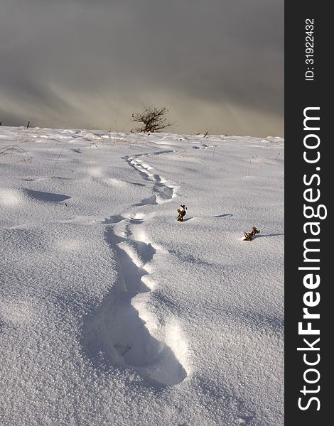 Trail of footprints leading through a barren winter landscape towards a leafless dead tree in the far distance. Trail of footprints leading through a barren winter landscape towards a leafless dead tree in the far distance.