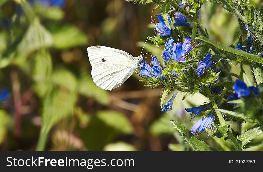 Butterfly called cavolaia in a meadow in la spezia