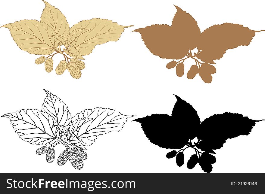 Mullberry vector on white background