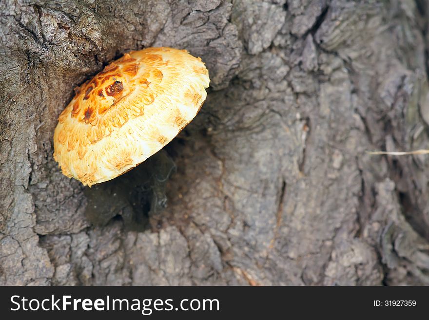 The close-up of wild mushroom on tree trunk