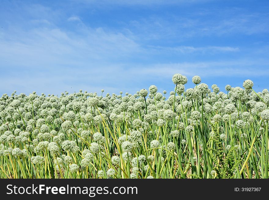 Onion seed field with clear blue sky background