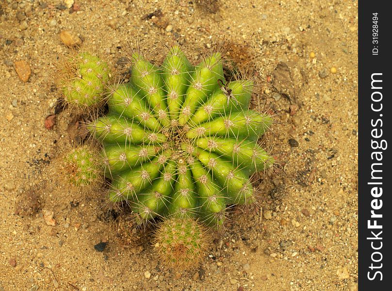 Golden barrel cactus in the sand