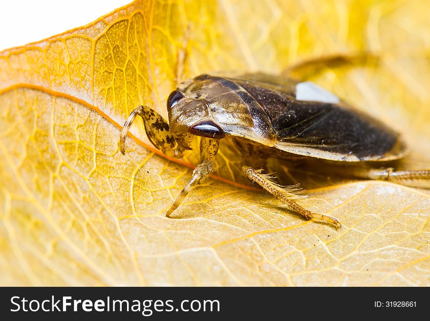 Giant Water Bug