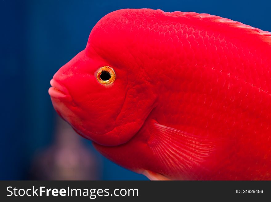 Head of red cichlid fish in fish tank