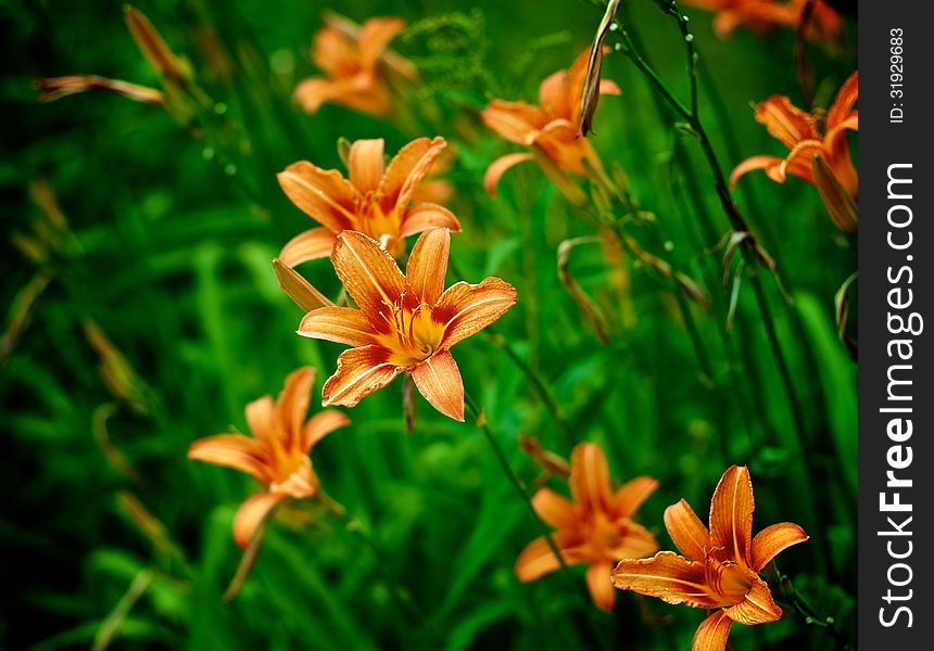 Beautiful Orange Fire Lily outdoors. Beautiful Orange Fire Lily outdoors