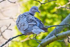 Collared Dove On Branch Stock Image Collared Dove On Branch Stock Image