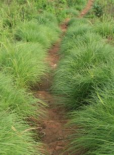 Grass Way Stock Photo Grass Way Stock Photo