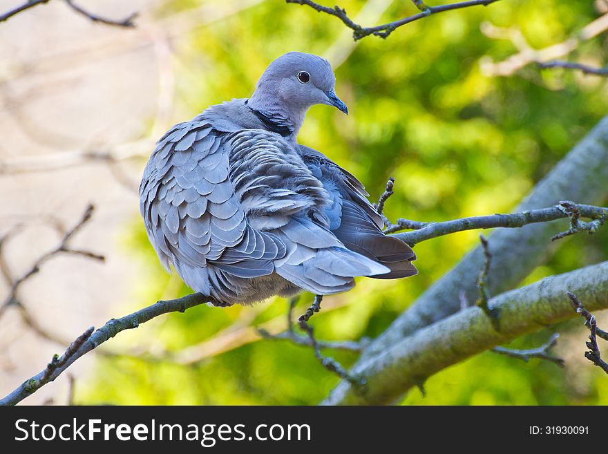 Eurasian collared dove (Streptopelia decaocto) resting on tree branch in morning spring forest. Eurasian collared dove (Streptopelia decaocto) resting on tree branch in morning spring forest