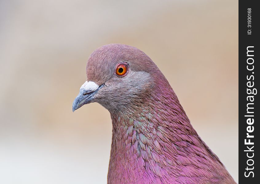Closeup image of a pigeon with pink feathers in urban park. Closeup image of a pigeon with pink feathers in urban park