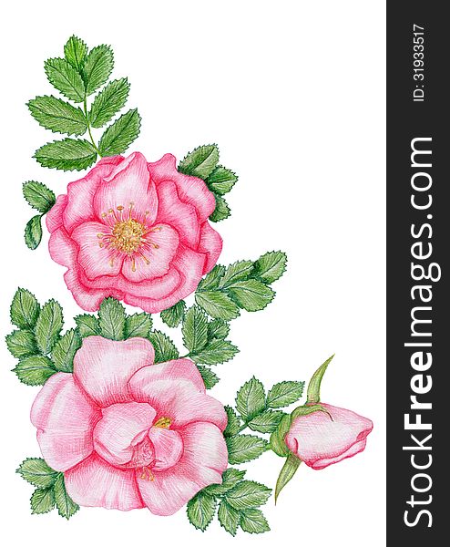 Gentle floral corner with dog-roses. Gentle floral corner with dog-roses