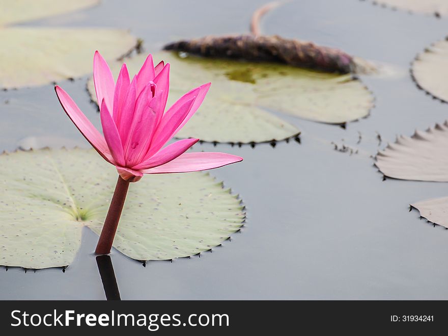 Blooming lotus flower in Thailand