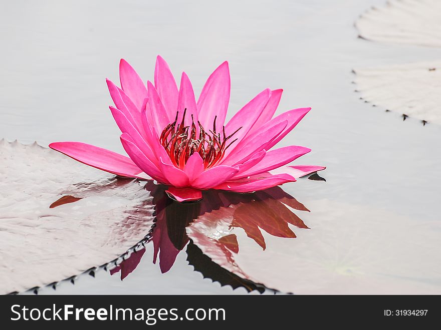 Blooming lotus in the summer