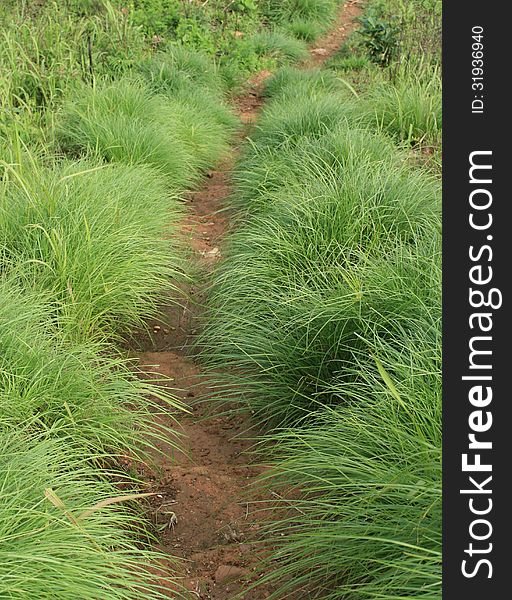 The way along grass plant nature way lifely way grass way soil way