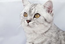 Big Gray Cat Royalty Free Stock Image
