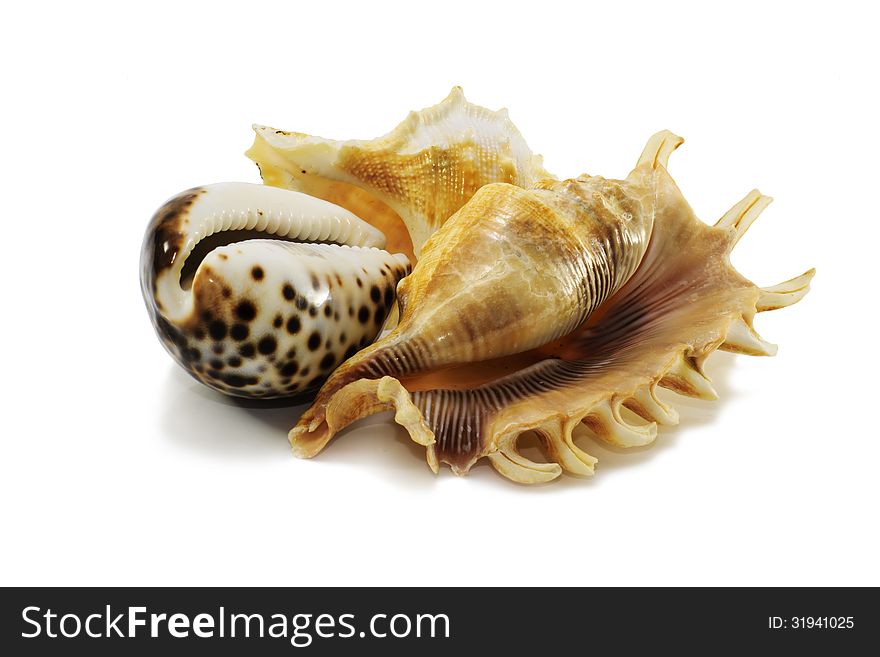 A close-up of three seashell isolated on white background. A close-up of three seashell isolated on white background