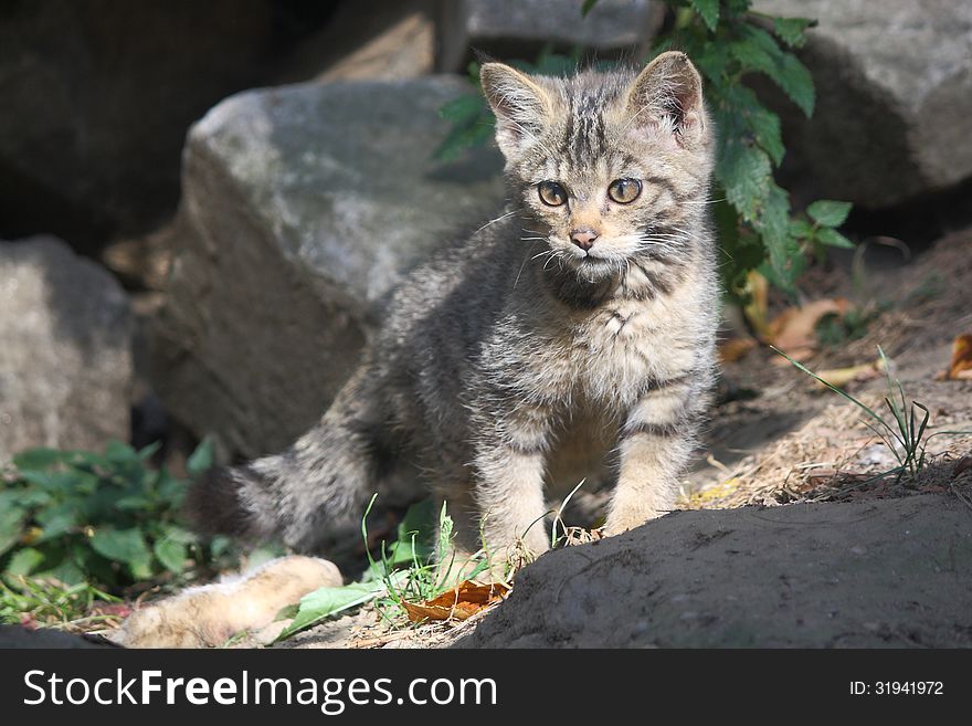 Kitten of wildcat (Felis silvestris) staying between rocks