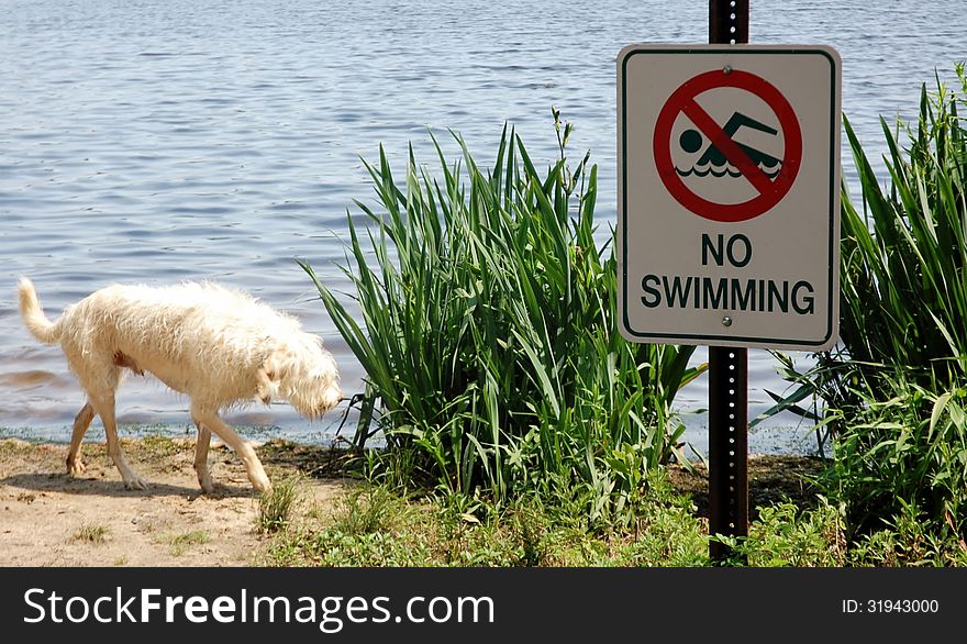 The dog in the position of regret for the violation of no swimming sign on the lake