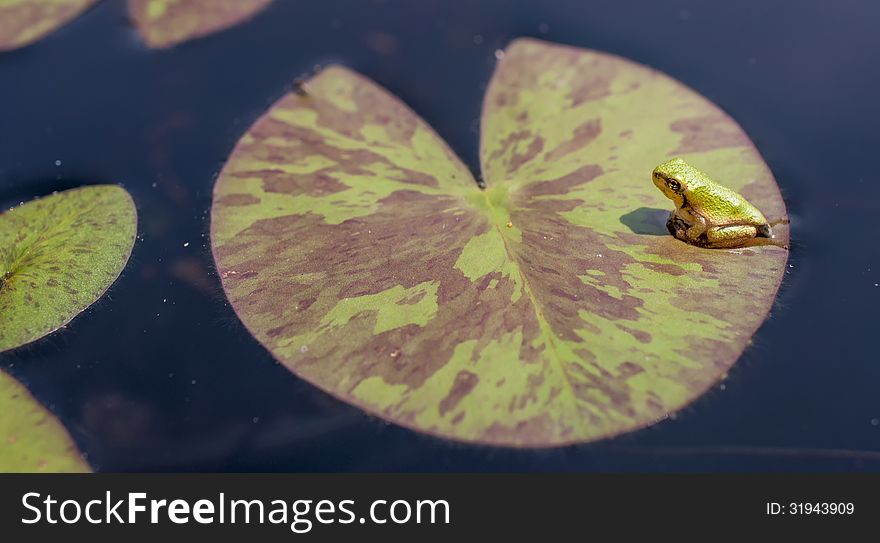 Frog On A Lily Pad