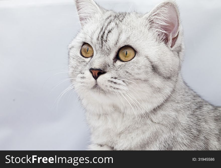 The big gray cat with interest looks at the photographer