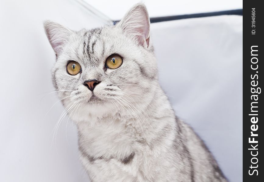 The big gray cat with interest looks at the photographer