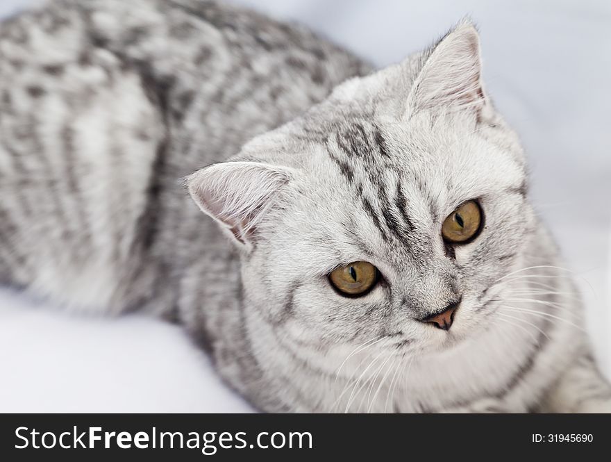 The big gray cat with interest looks at the photographer