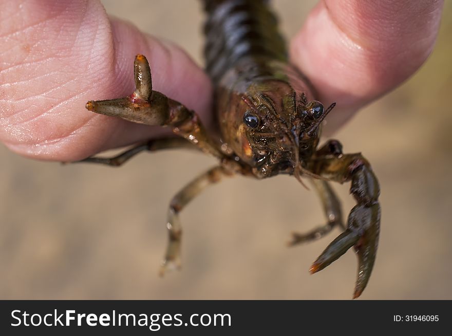 Fresh caught crayfish in hand