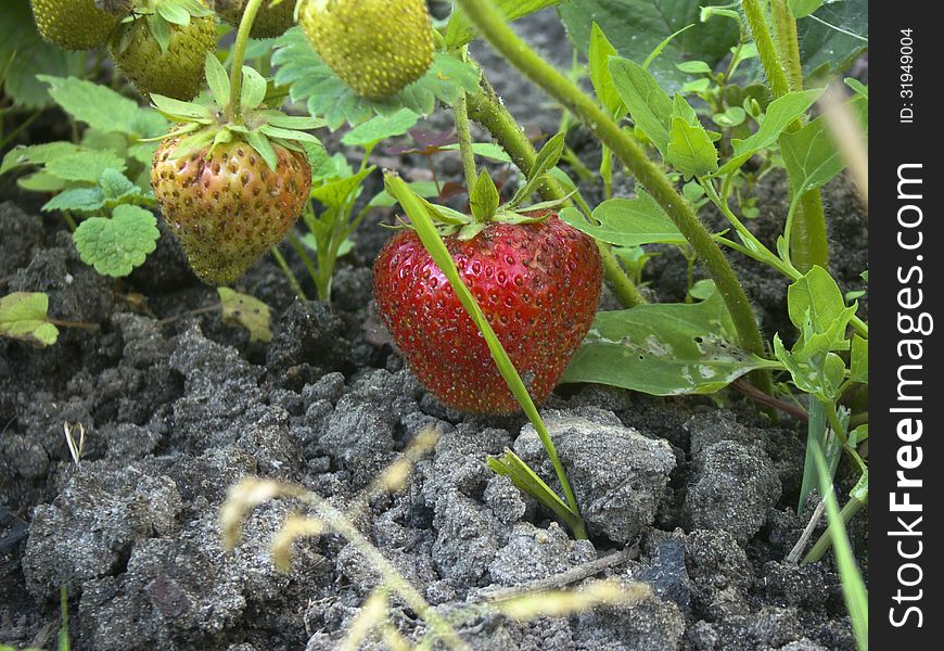 Ripe and unripe strawberries growing on the ground. Ripe and unripe strawberries growing on the ground.