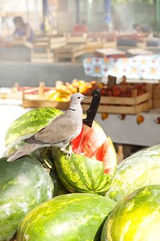 Dove On The Watermelon Stock Image Dove On The Watermelon Stock Image